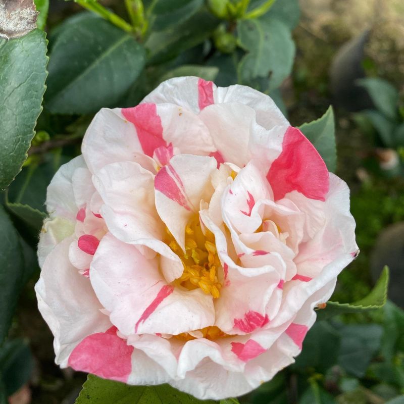 Camélia Mesclada - Matizada - Mudas Florindo